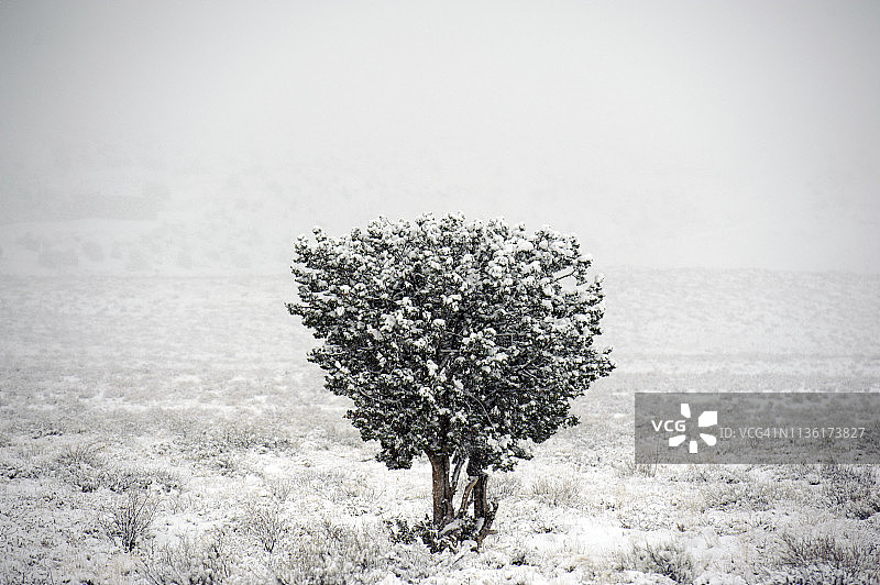 美国新墨西哥州6号公路旁的雪景和孤树图片素材