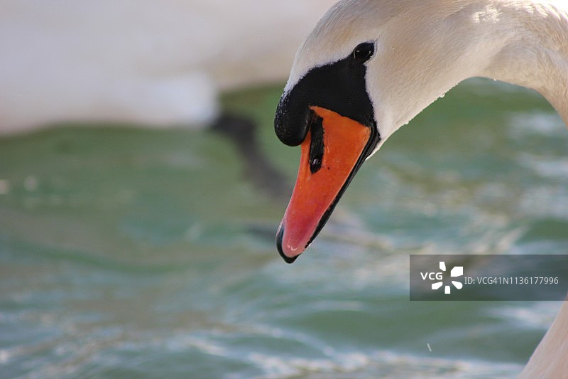 河里的白天鹅图片素材