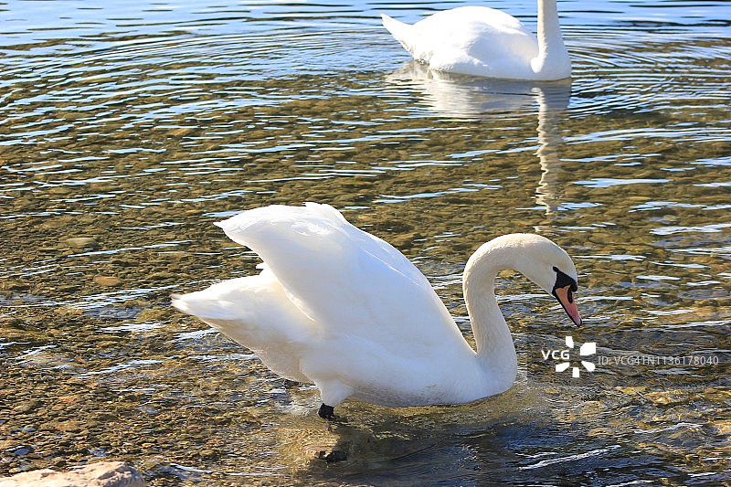 河里的白天鹅图片素材