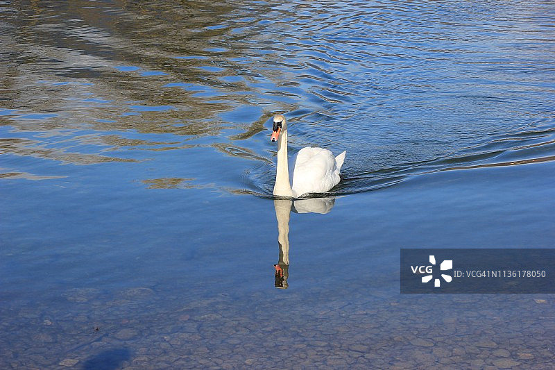 河里的白天鹅图片素材