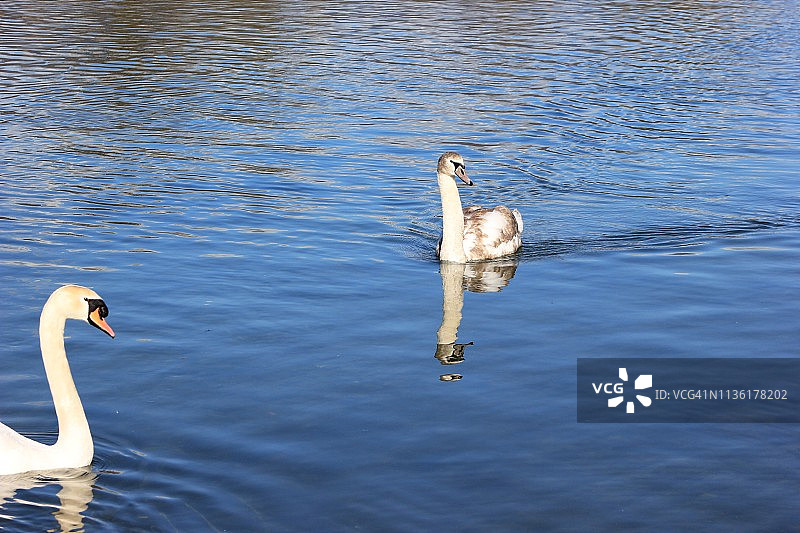 水鸟：天鹅在河里游泳图片素材