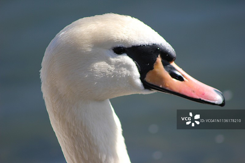 水鸟：天鹅在河里游泳图片素材
