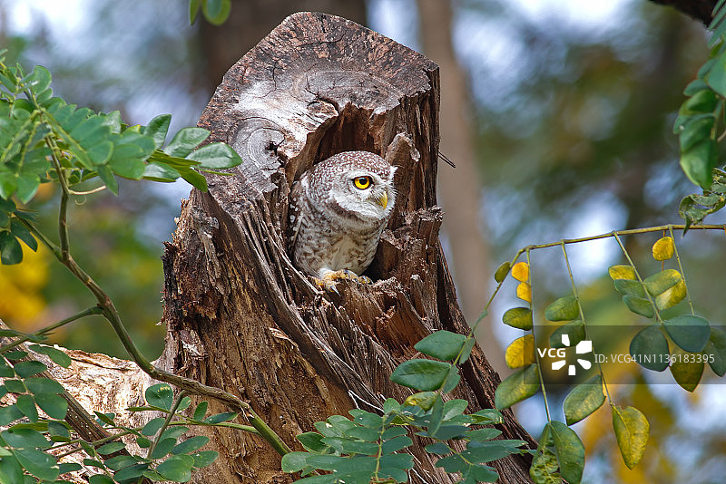 栖息在树洞里的斑头鸺鹠图片素材