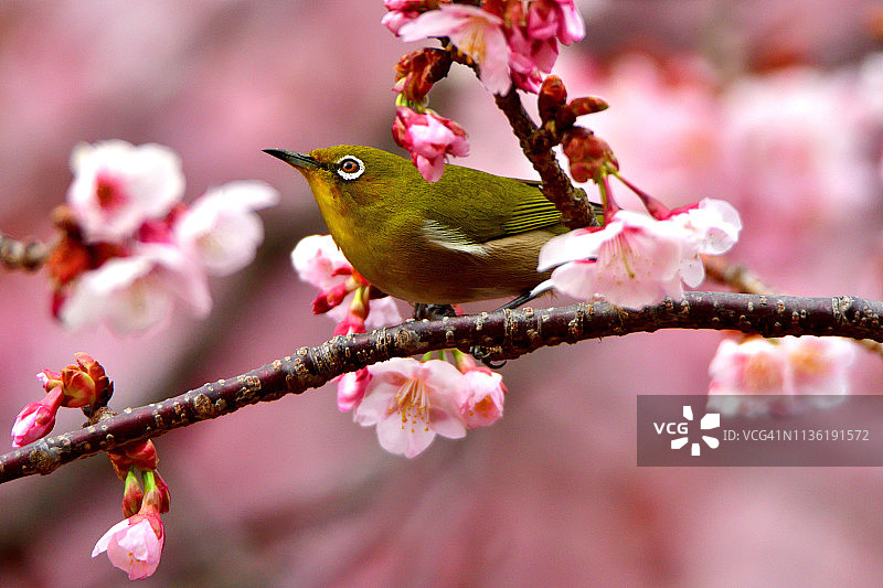 樱花与白眼鸟图片素材
