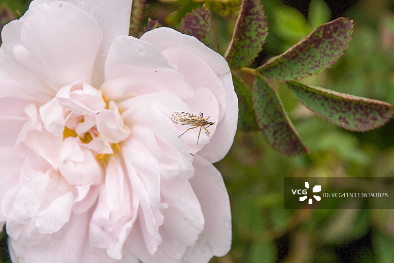 粉红玫瑰上的沙蝇图片素材