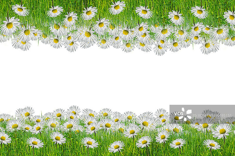 洋甘菊花卉图片素材