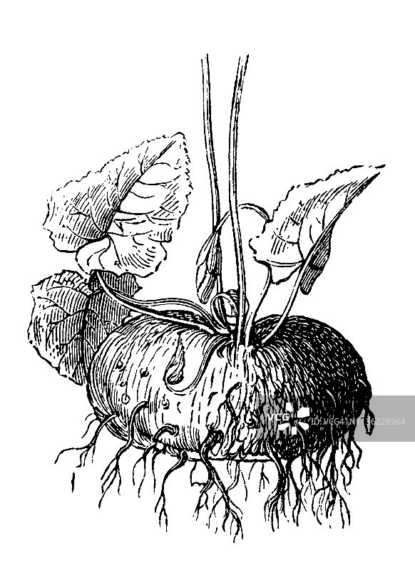 欧洲仙客来图片素材