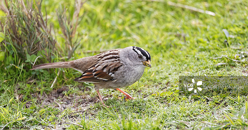 觅食的白冠麻雀图片素材