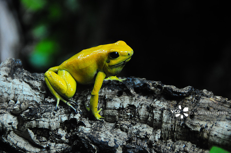 金色箭毒蛙图片素材