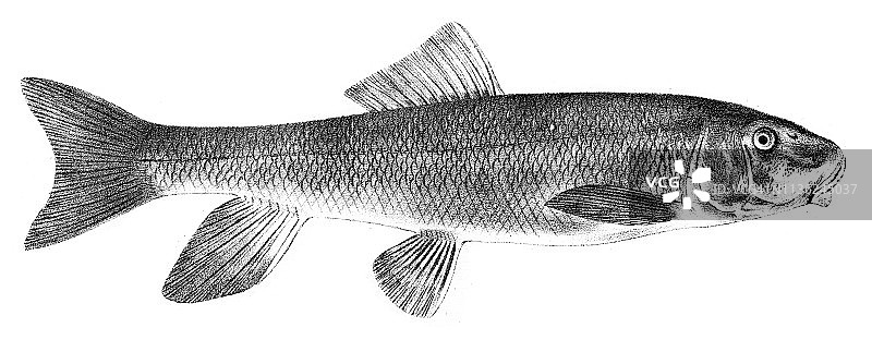 吸盘鱼雕刻，1842年图片素材