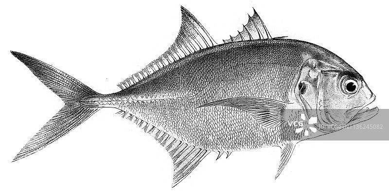1842年雕刻的南鲹鱼图片素材