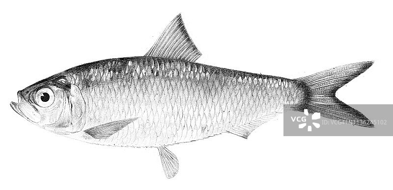 1842年绿色鲱鱼鱼类雕刻图片素材
