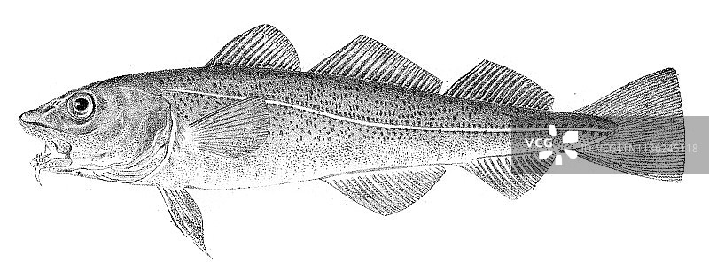 1842年鳕鱼雕刻图片素材