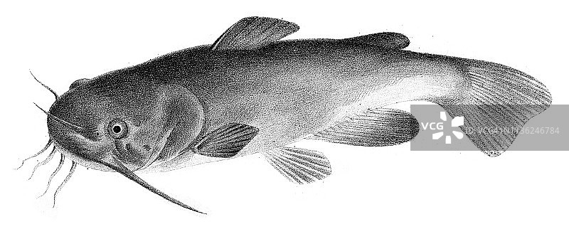 鲶鱼雕刻（1842年）图片素材