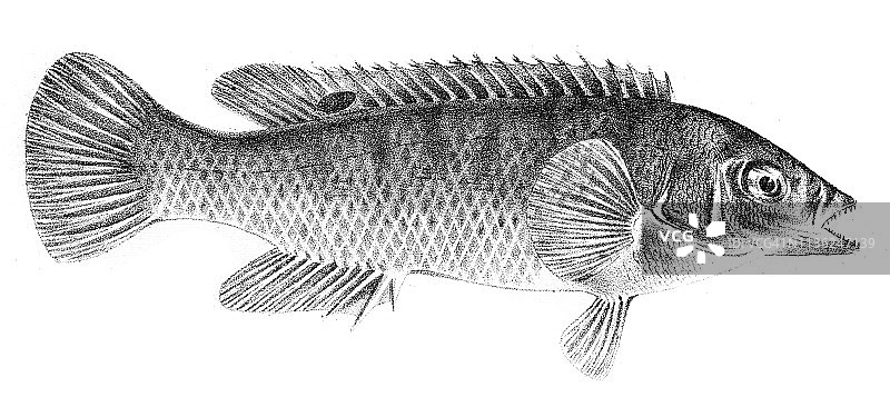 1842年斑点贝加尔鱼雕刻图片素材