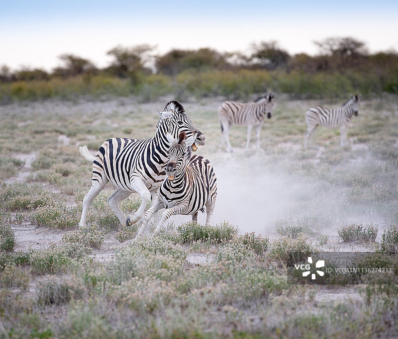 纳米比亚埃托沙国家公园斑马争斗图片素材