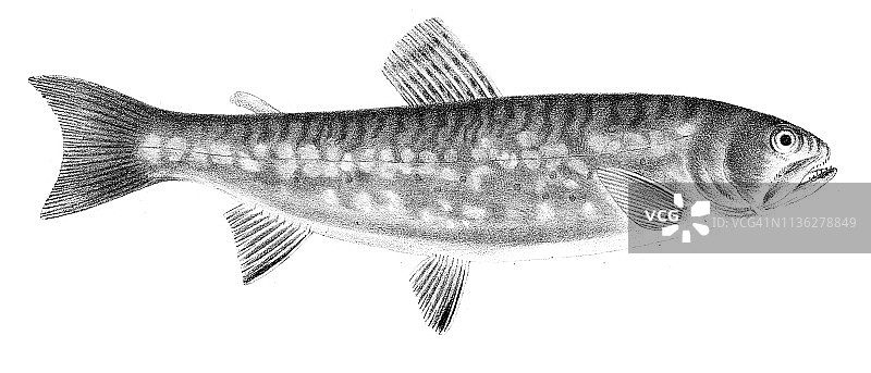 1842年红腹鳟鱼雕刻图片素材