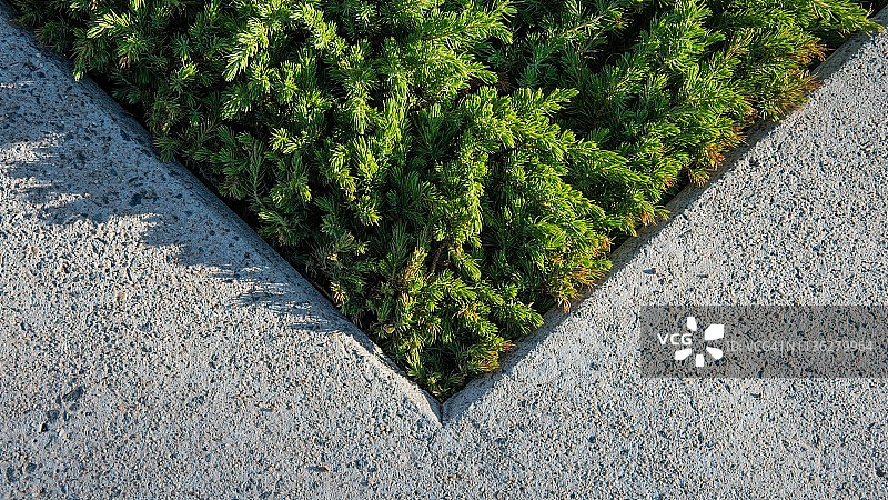 混凝土围栏的三角形树篱图片素材