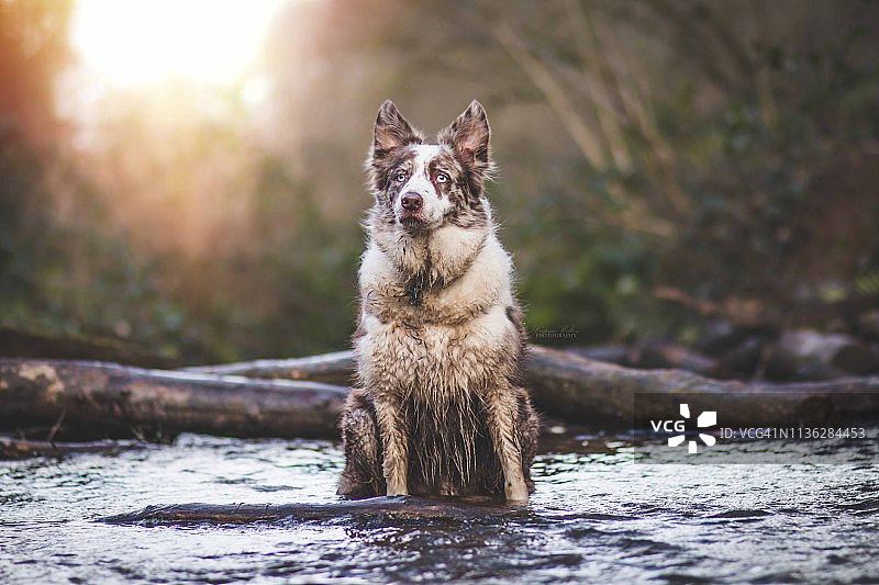 河流中的边境牧羊犬图片素材