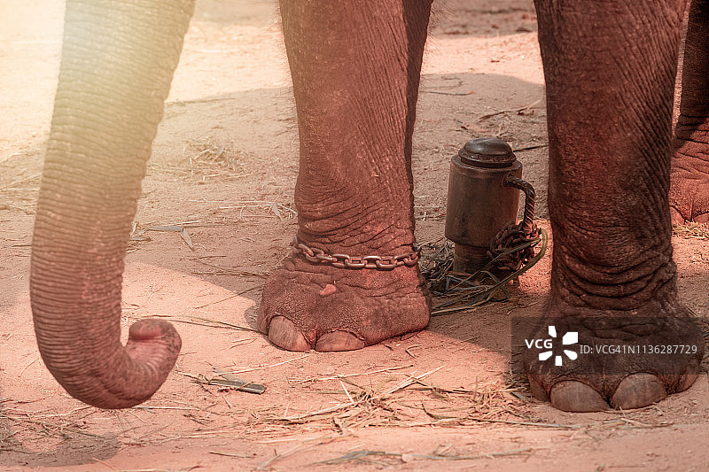 被铁链锁住的象脚图片素材