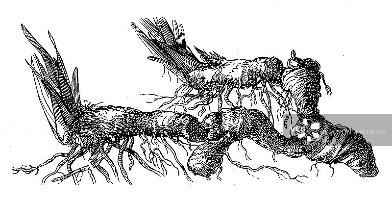 德国鸢尾图片素材