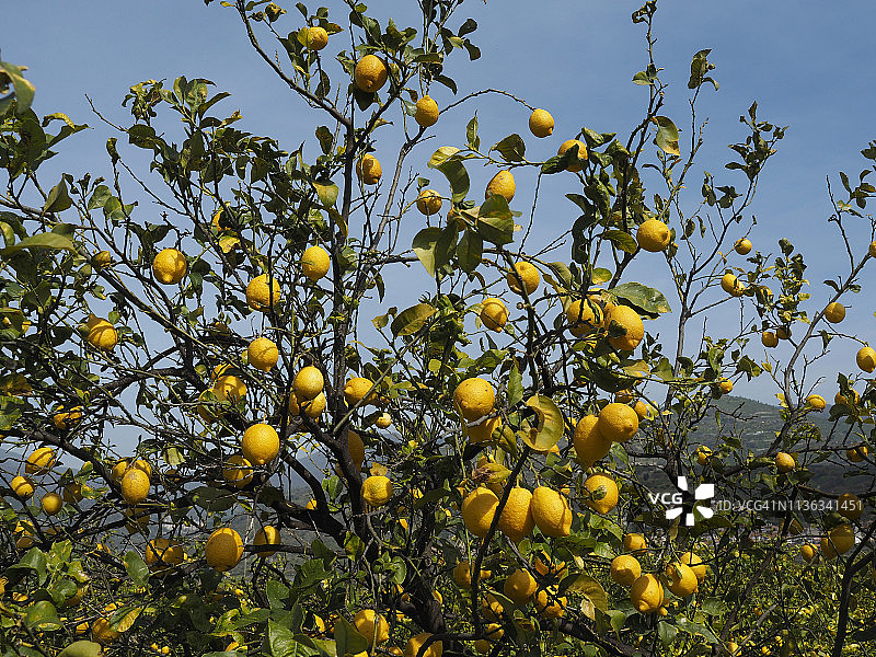 陶尔米纳，西西里岛附近的果实累累的柠檬树图片素材