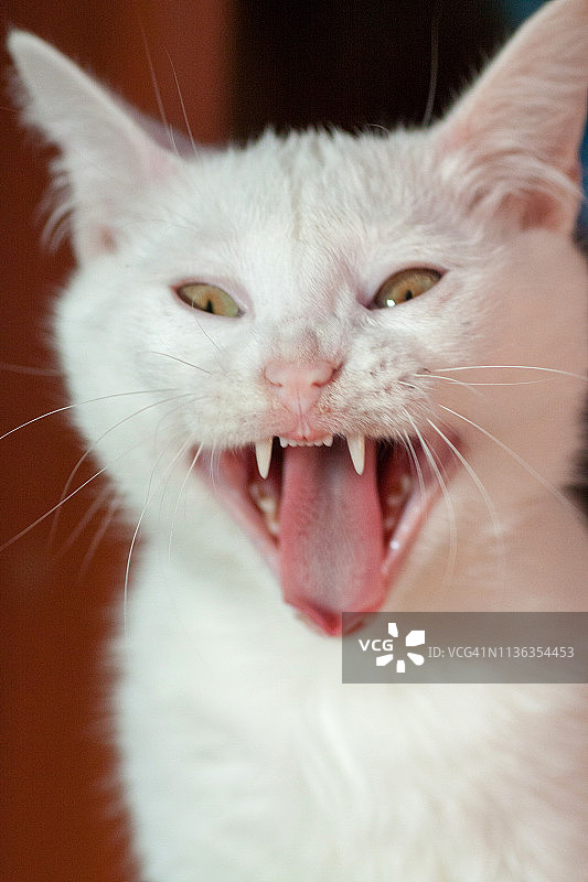愤怒的猫咪特写图片素材