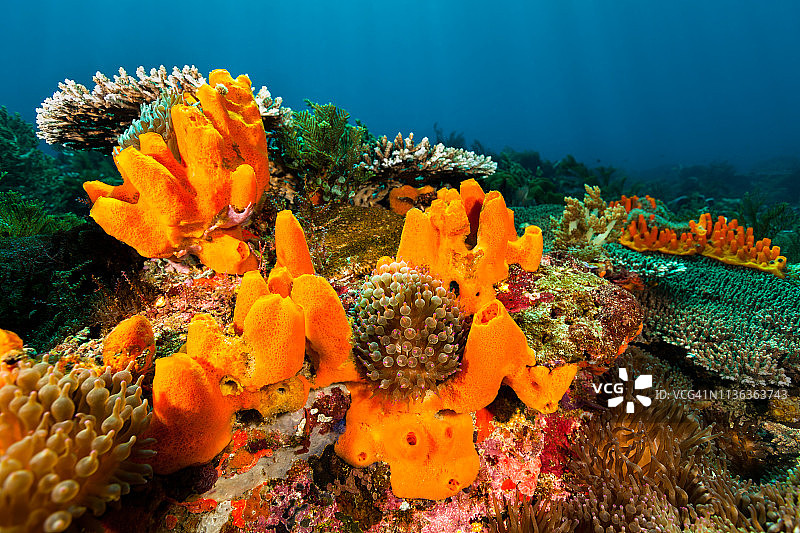印尼潘塔尔海峡美丽的海景、橙色海绵和奶嘴海葵图片素材
