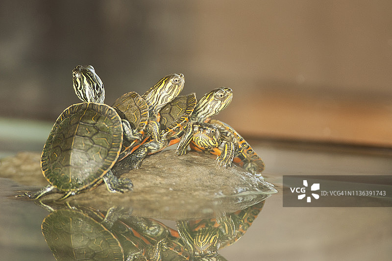 刚出生的彩龟图片素材