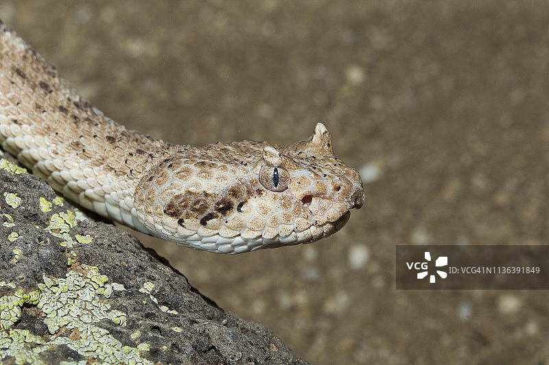 响尾蛇的头部和角图片素材