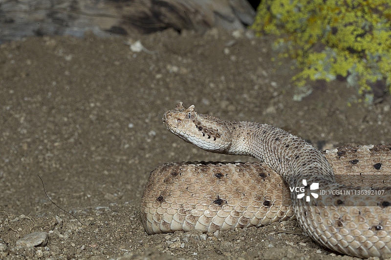 侧进响尾蛇图片素材