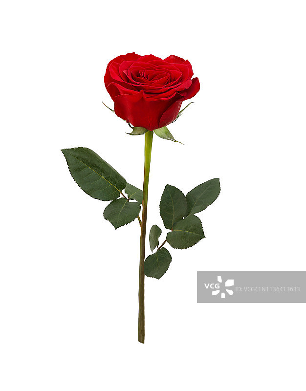 白色背景上的红色芬芳玫瑰和两片叶子图片素材