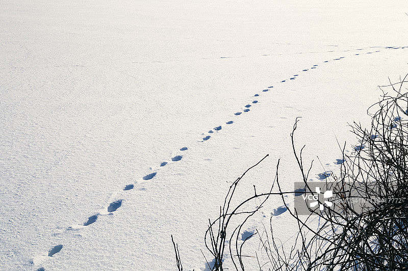 雪地上的动物脚印，鹿，狐狸图片素材