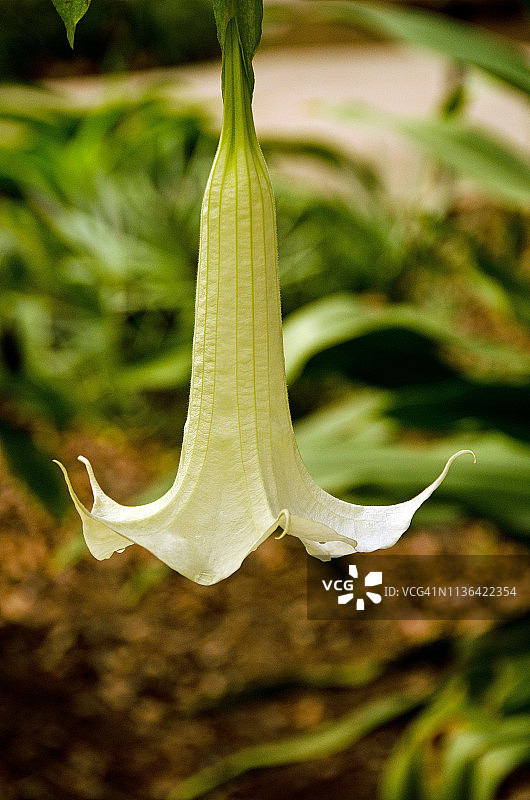 盛开的曼陀罗花图片素材