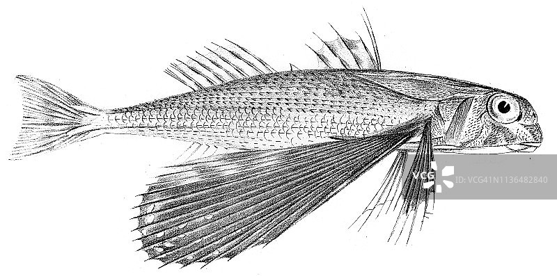1842年海燕鱼雕刻图片素材