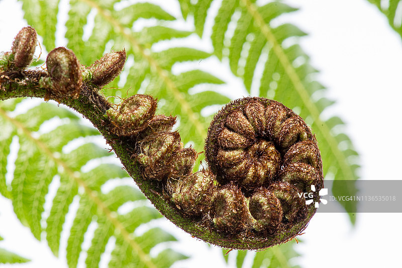 新西兰南岛的树蕨图片素材