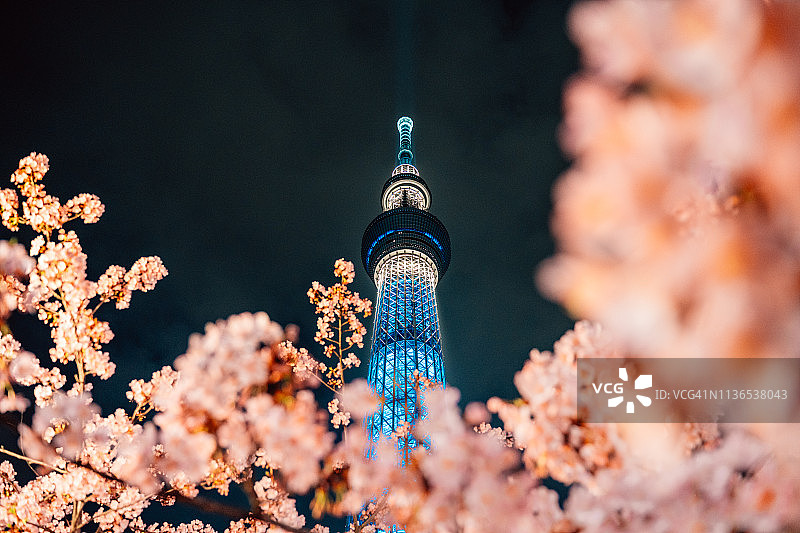日本东京晴空塔与樱花夜景图片素材