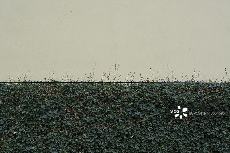 植物树篱图片素材