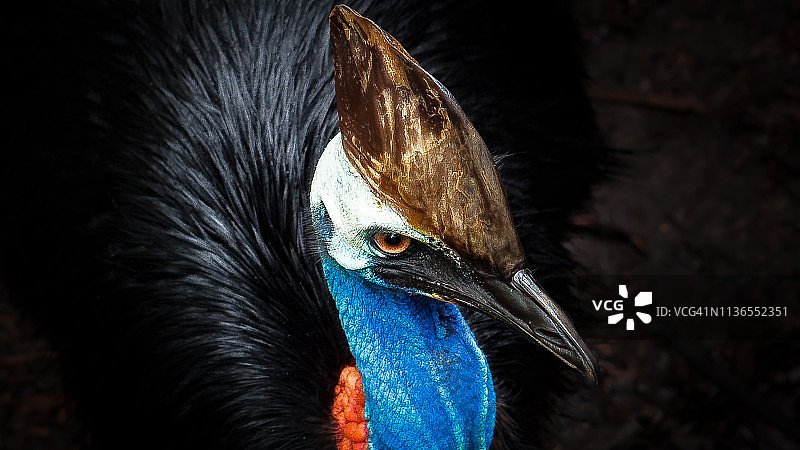 南方鹤鸵图片素材