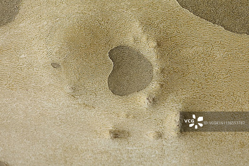 悬铃木树皮纹理图片素材