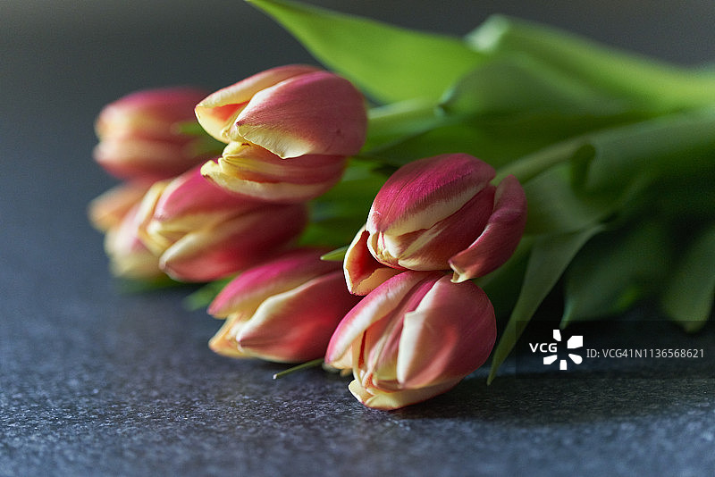 郁金香图片素材