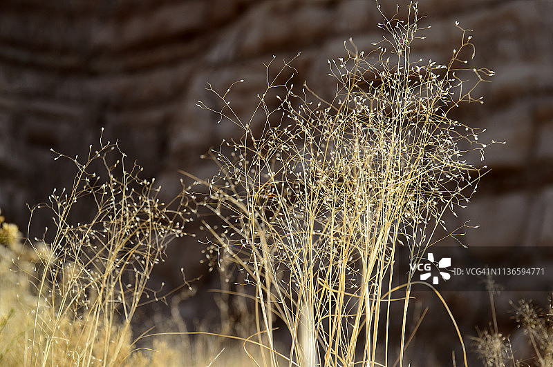 美国犹他州蟾蜍石的野生植物特写图片素材