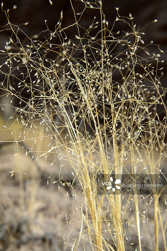 美国犹他州蟾蜍石的野生植物特写图片素材