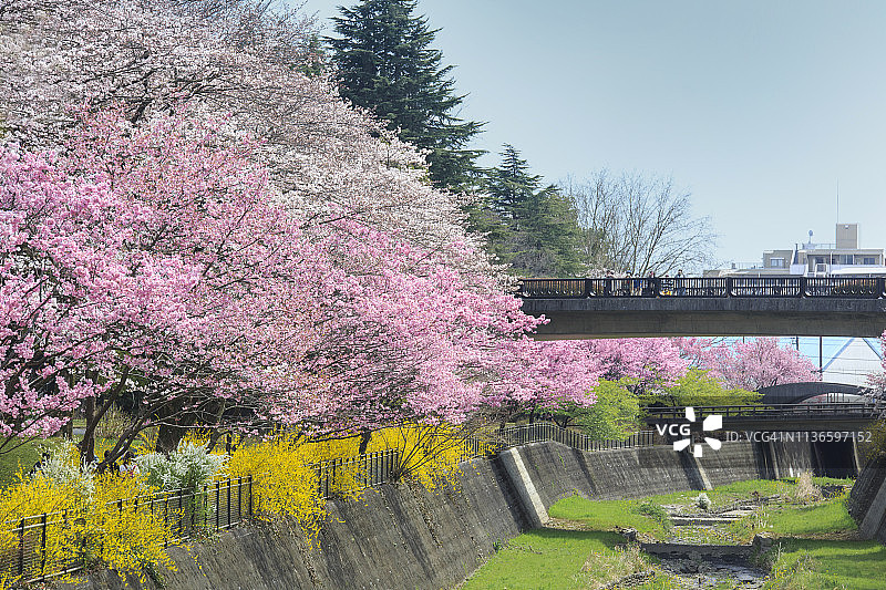 成排的樱花树图片素材