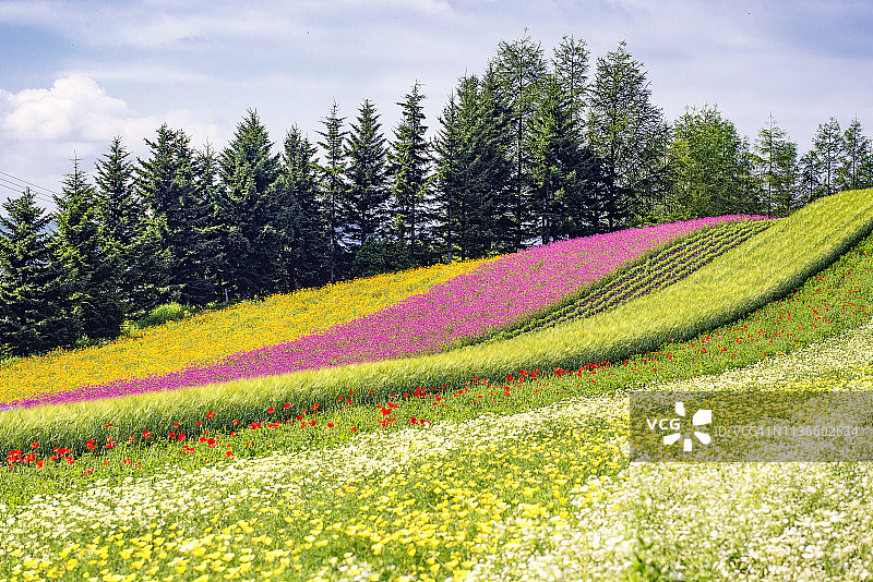 日本北海道富良野富田农场的夏季彩色花园图片素材
