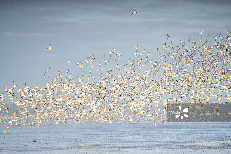 沙滩上的涉禽群图片素材