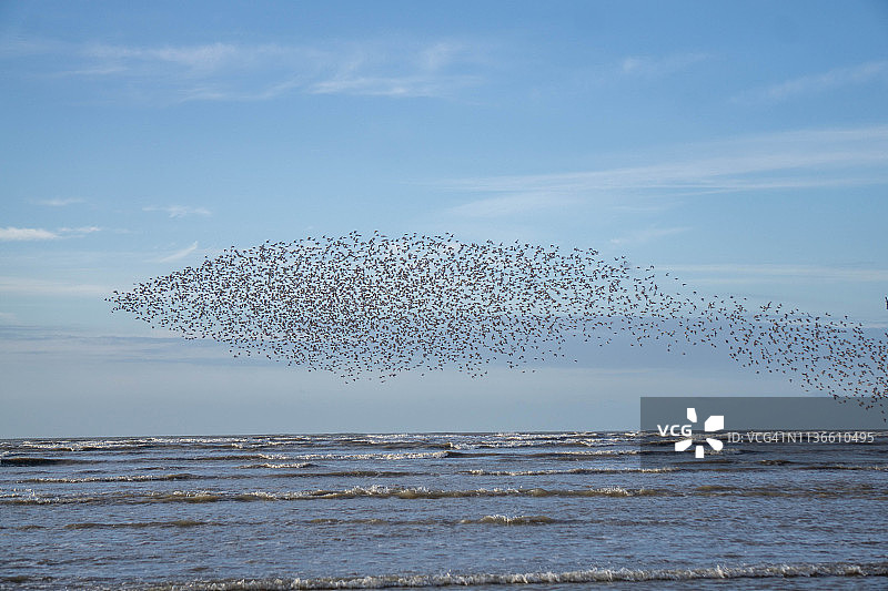 飞过海岸线的涉水鸟群图片素材