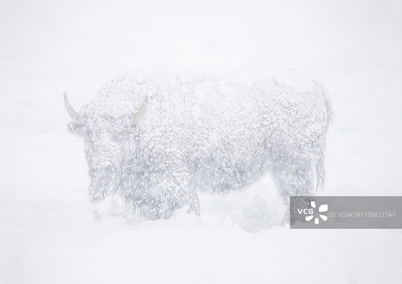 西黄石冬季的美洲野牛（美国蒙大拿州）图片素材