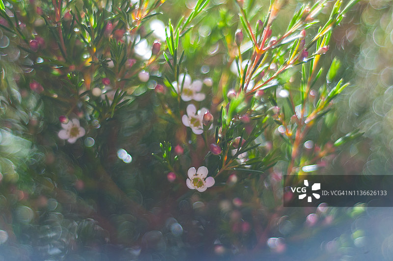 钩叶蜡花图片素材