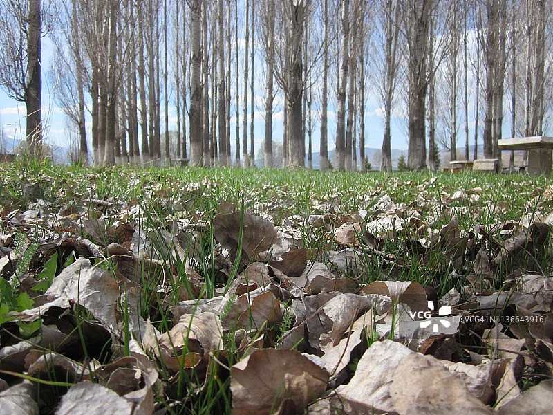 秋日树木捕捉图片素材